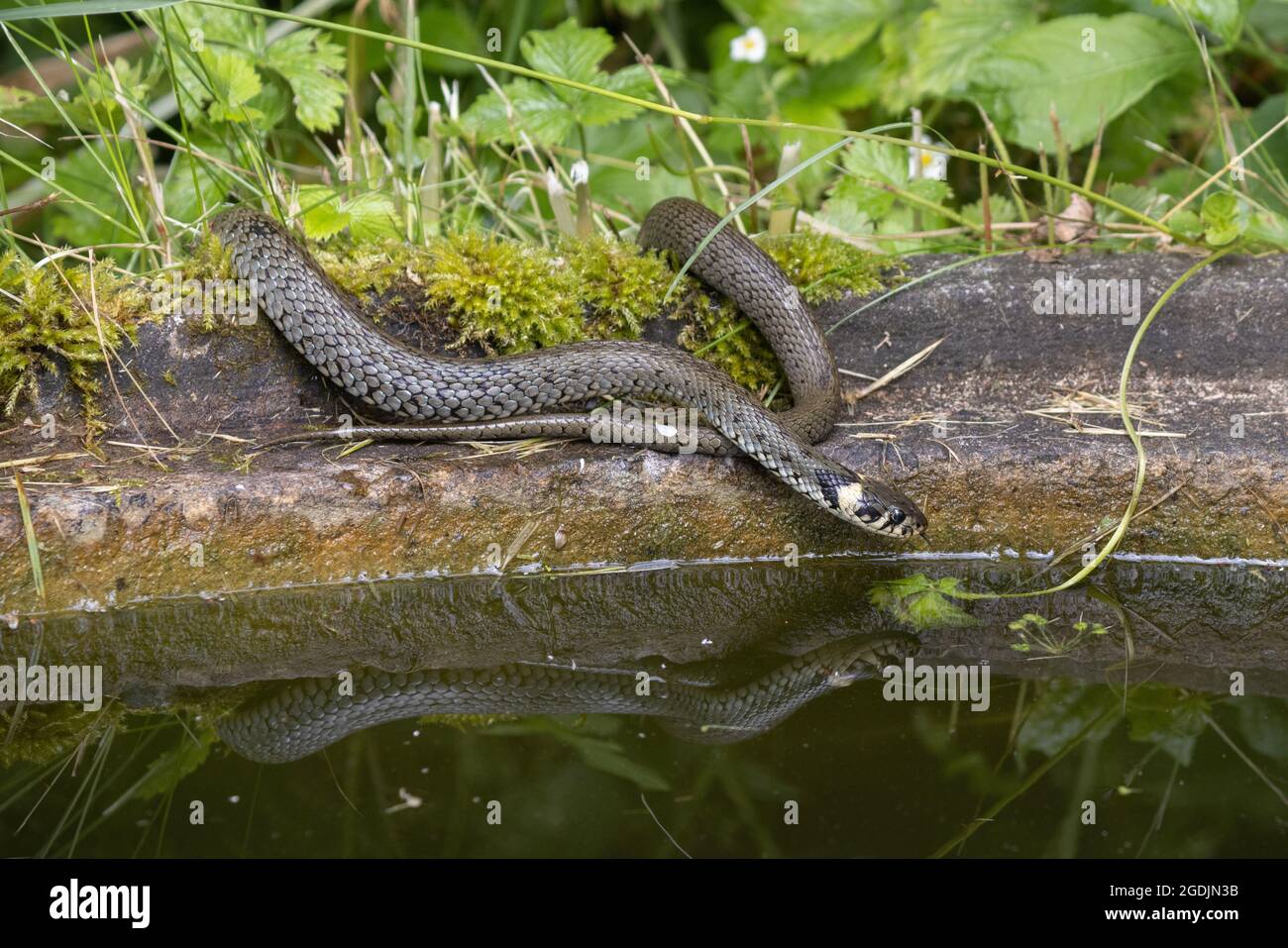Serpent à herbe (Natrix natrix), au bord d'un étang de jardin, avec image miroir, Allemagne, Bavière, Isental Banque D'Images