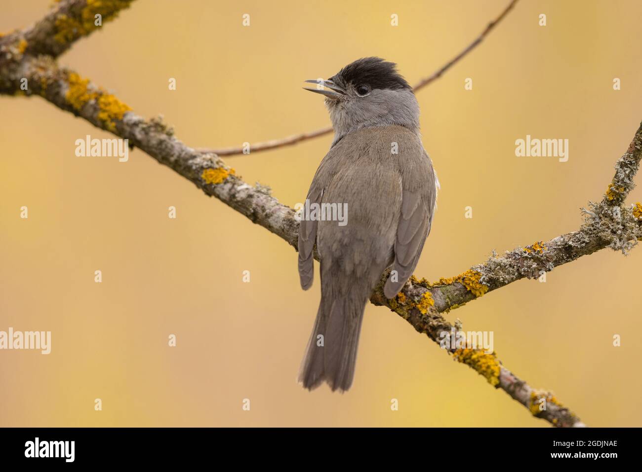 Blackcap (Sylvia atricapilla), homme chantant, Allemagne, Bavière Banque D'Images
