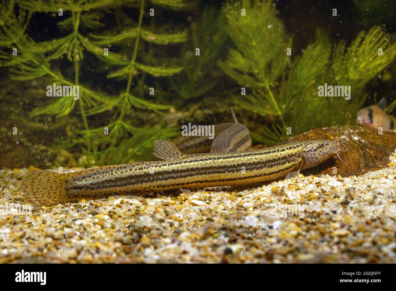 Weatherfish (Misgurnus fossiris), femelle Banque D'Images