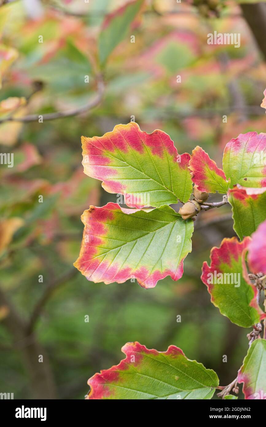 Noisette de sorcière de printemps (Hamamelis vernalis), feuilles d'automne Banque D'Images