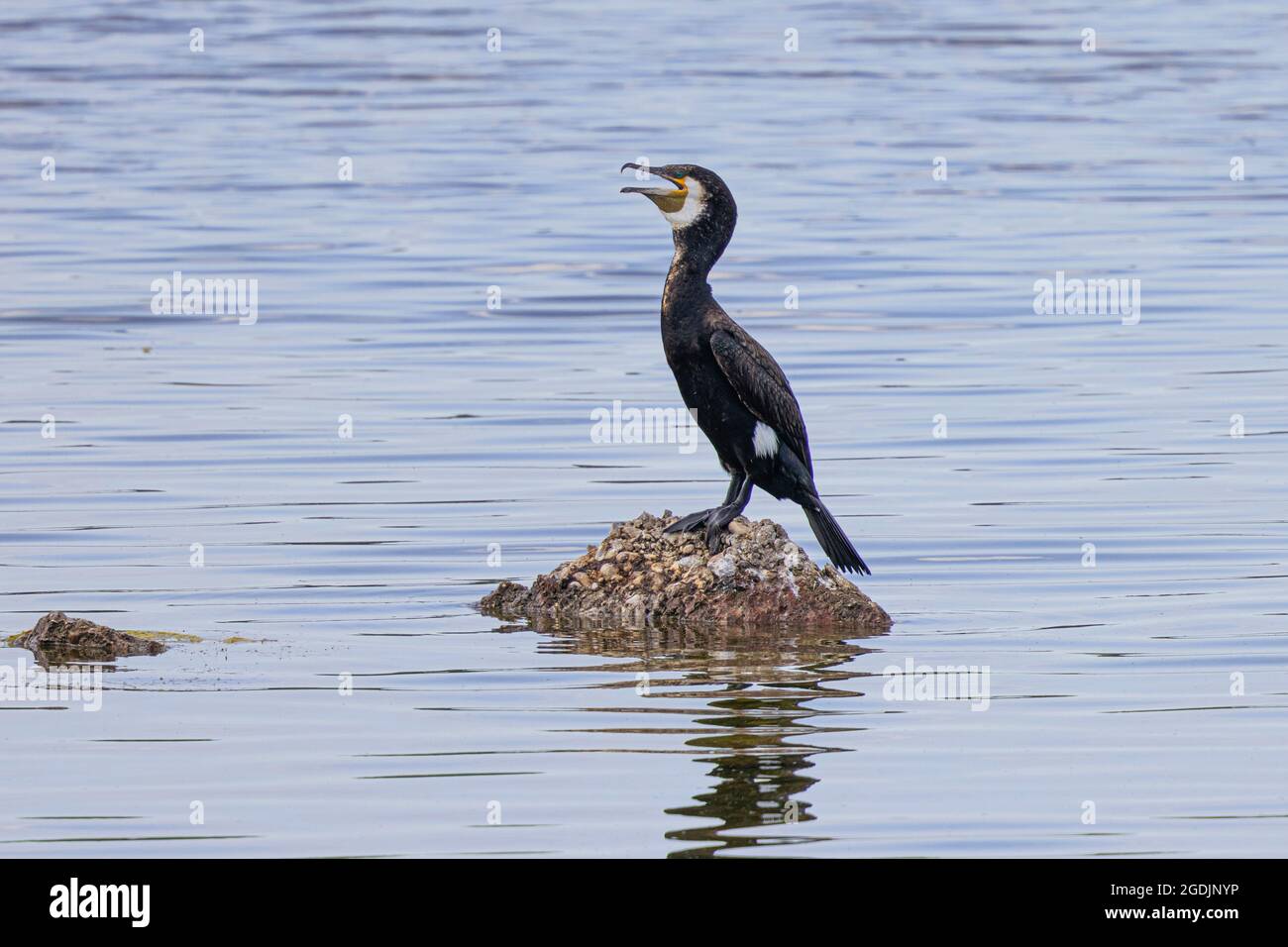 Grand cormoran (Phalacrocorax carbo), se trouve sur l'arock dans le lac de Panting, Allemagne, Bavière, Speichersee Banque D'Images