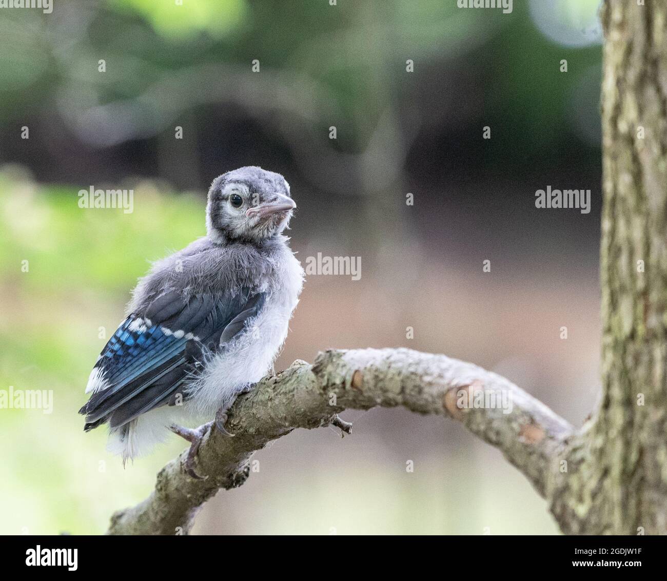 Bebe Geai Bleu Banque D Image Et Photos Alamy Bebe Geai Bleu Banque D Image Et Photos Alamy