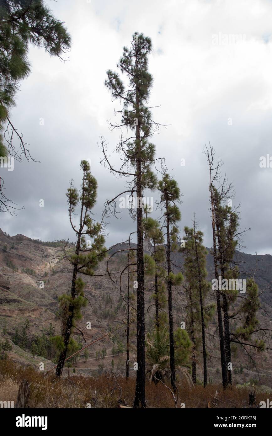 Cinq ans après le feu de forêt d'août 2012 dans les hautes terres de la Gomera Canary Island Pines se rétablissent bien avec des pousses vertes hors du tronc brûlé. Banque D'Images