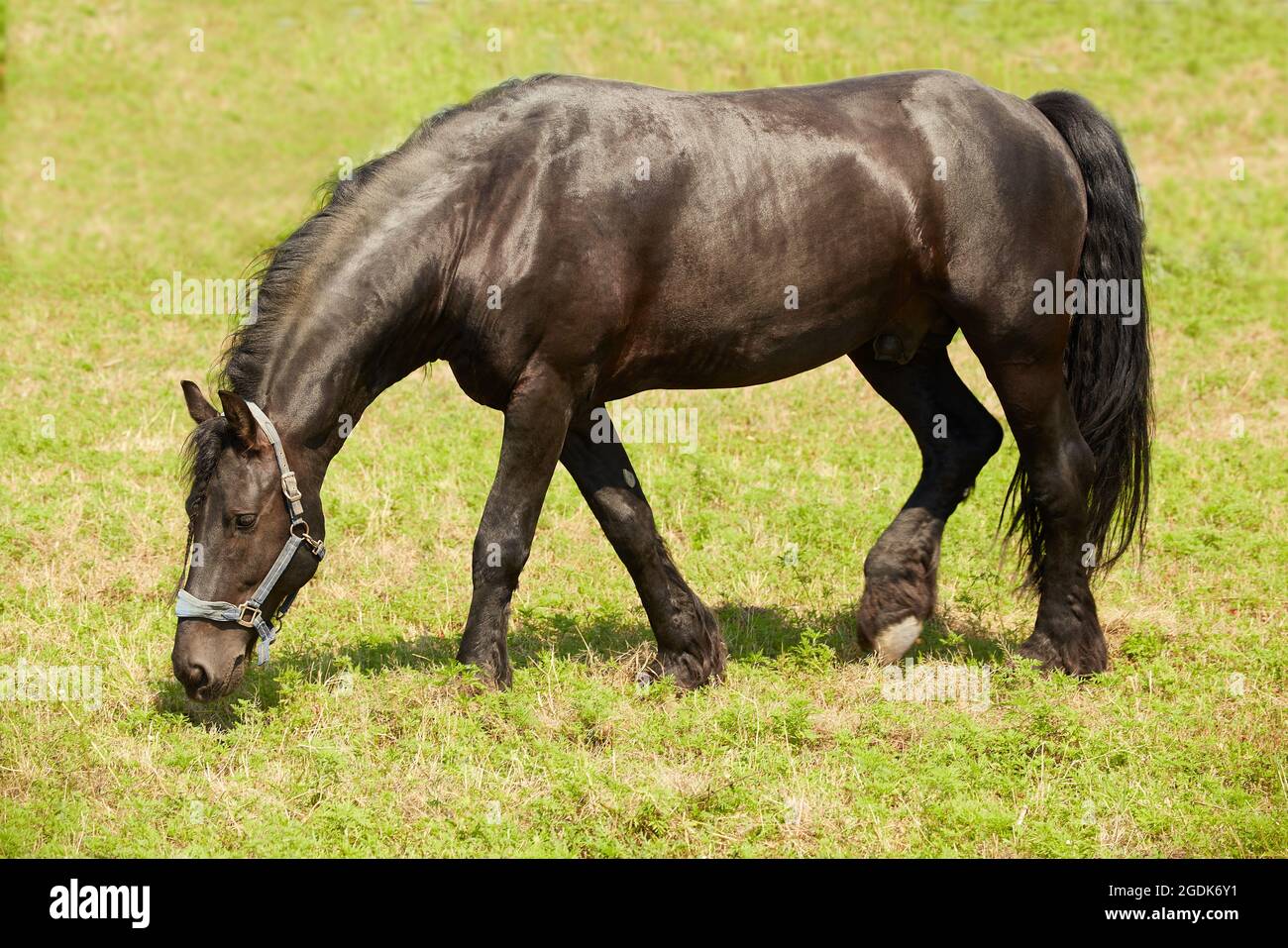 Grains de stalion de Frise noire dans les pâturages d'été Banque D'Images