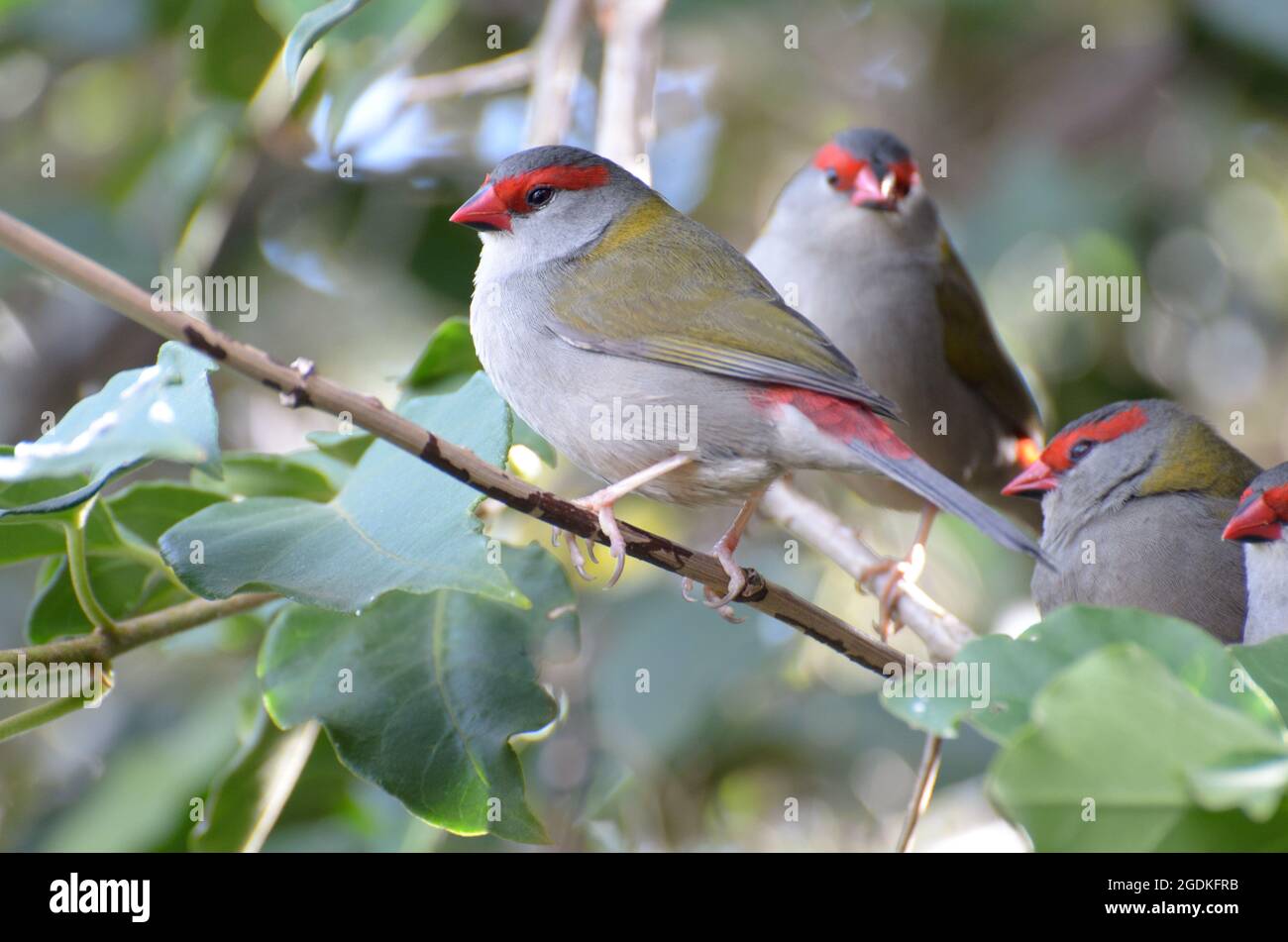 Finch brun rouge, Neochmia temporalis, Glenbrook, Nouvelle-Galles du Sud, Australie. Banque D'Images