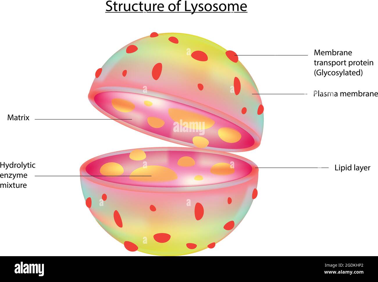 Structure du lysosome, processus impliqués dans la dégradation et le recyclage des déchets cellulaires, signalisation cellulaire et métabolisme énergétique, auto suciding bag cel Illustration de Vecteur