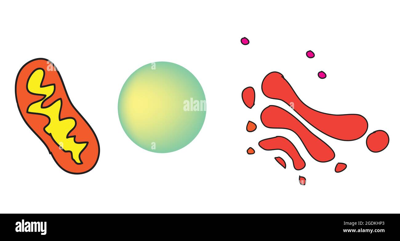 organelles à double membrane, centrale des cellules car elles produisent de l'énergie pour la cellule pour effectuer diverses activités cellulaires Illustration de Vecteur