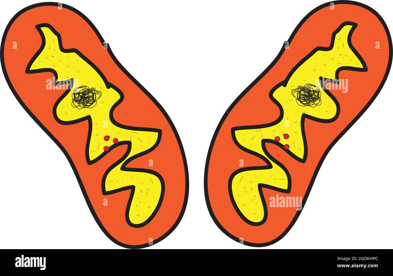 organites cellulaires liés à la membrane (mitochondries, singulier) qui génèrent la plus grande partie de l'énergie chimique nécessaire pour alimenter les réactions biochimiques de la cellule Illustration de Vecteur