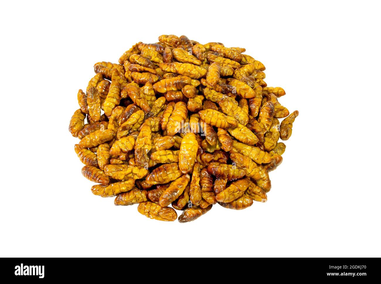 Chrysalis. Larves de papillon tissées dans un fil. Il est torréfié comme un repas et un en-cas. Masque. Banque D'Images