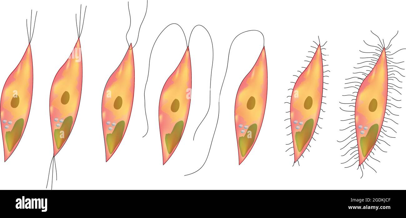 Types de flagelles, Monotrichous, Amphitrichous, Lophotrichous, Peritrichous, Le corps basal est fixé à la membrane cytoplasmique par des structures en forme d'anneau Illustration de Vecteur