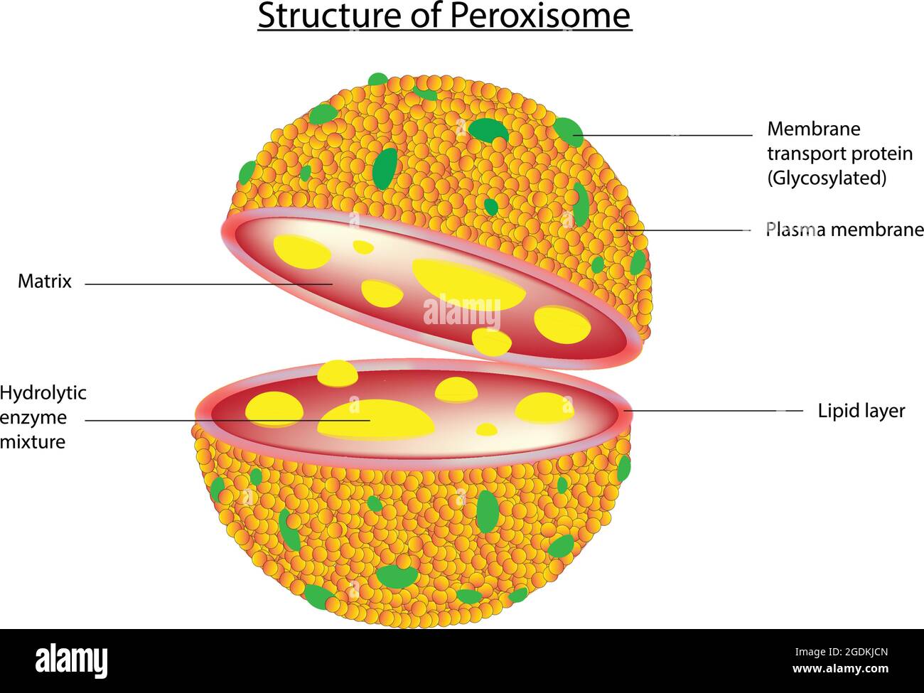 Illustration biologique du peroxysome, peroxysome. Les peroxysomes sont des organelles globuleuses, protéines membranaires qui sont essentielles pour diverses fonctions Illustration de Vecteur