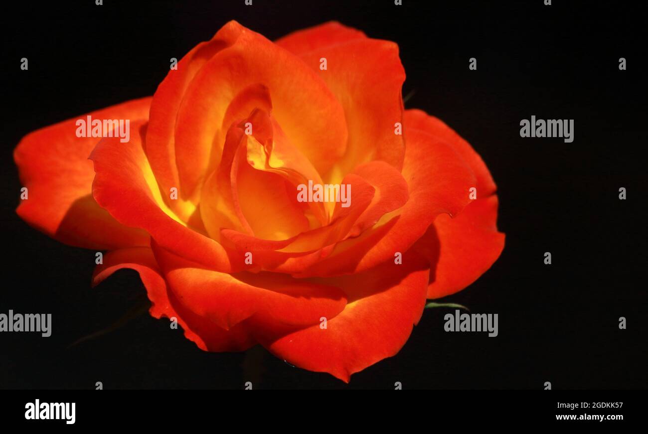 vue rapprochée d'une magnifique rose rouge avec un arrière-plan sombre Banque D'Images