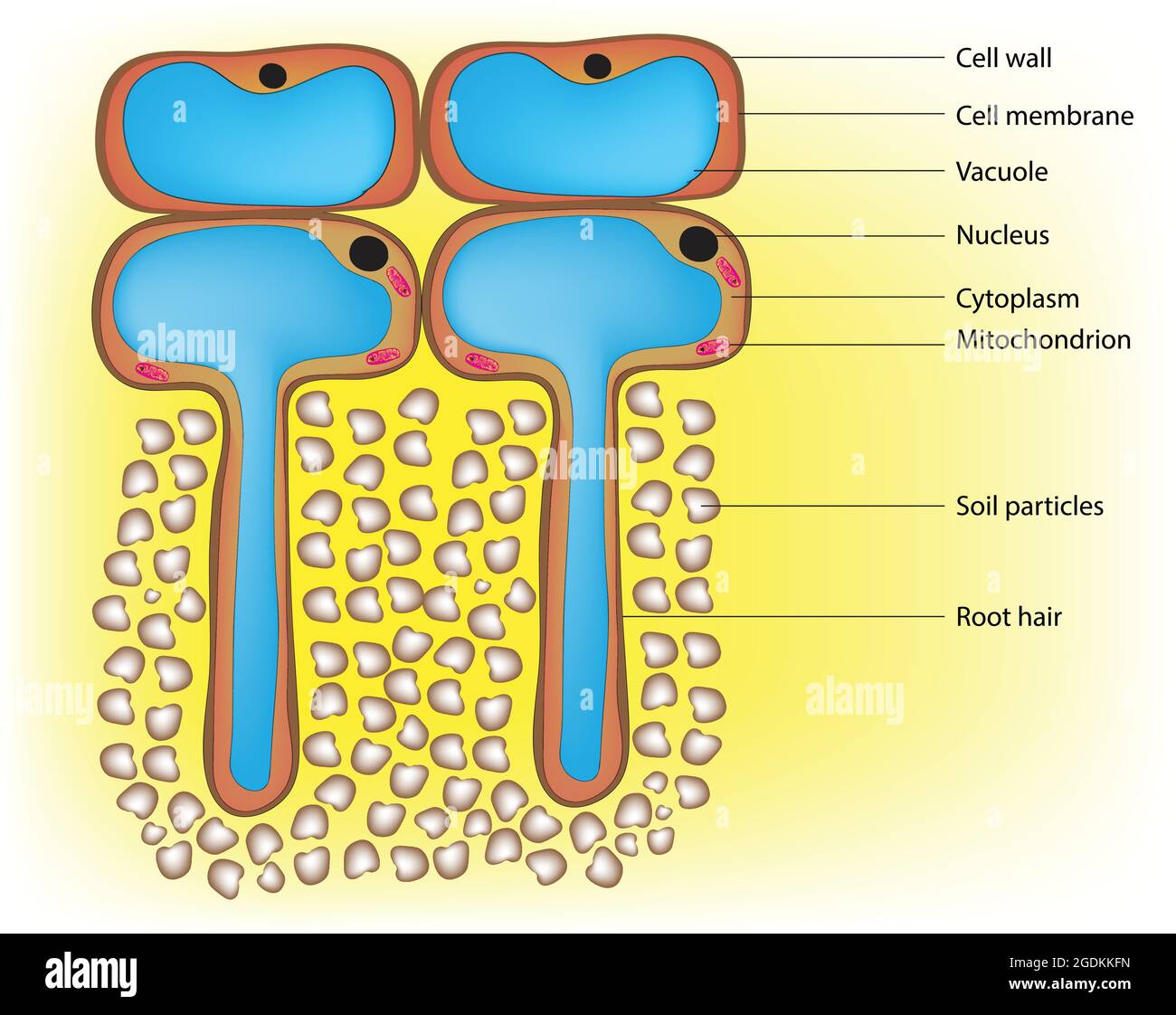 Illustration biologique des cellules racinaires, cellules racinaires tubulaires simples. Leur élongation latérale caractéristique augmente la surface Illustration de Vecteur