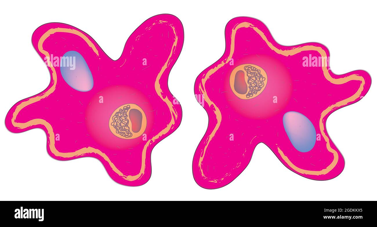 Super amibe, ectoplasme, endoplasme, vacuole contractile, ADN, Cytoplasme, pseudopodium, Pseudopodia Illustration de Vecteur