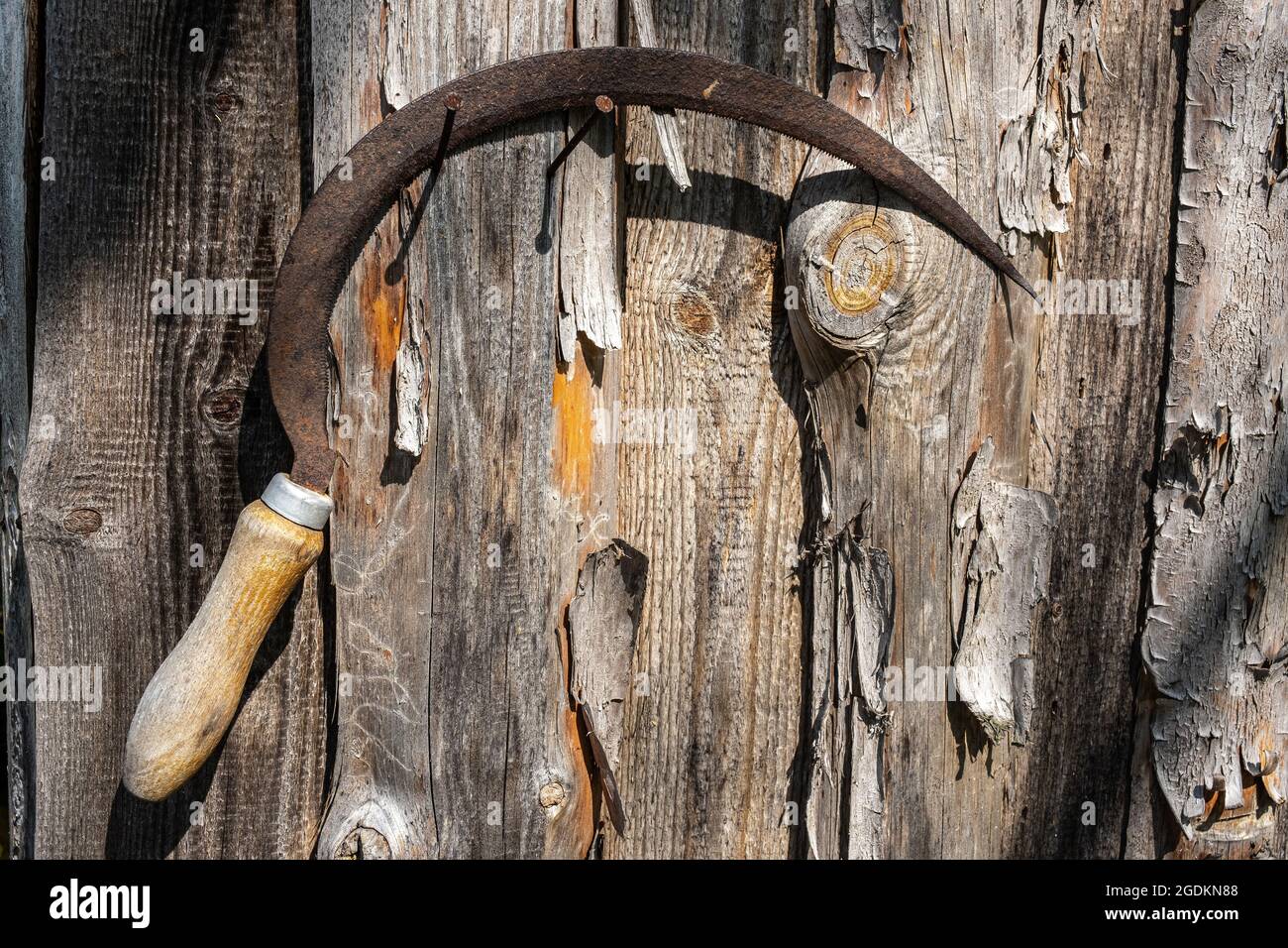 Une vieille faucille rouillée est suspendue sur un clou entraîné dans un mur en bois, prise en gros plan. Banque D'Images