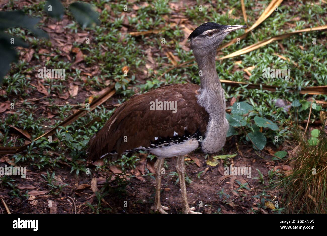 Les bustards sont de grands oiseaux terrestres qui vivent principalement dans les prairies sèches. Montré ici est le Bustard australien ( Ardeotis australis) Banque D'Images