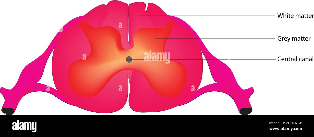 Anatomie de la moelle épinière, de la moelle épinière, structure détaillée de la moelle épinière, anatomie de la moelle épinière, anatomie marquée de la moelle épinière Illustration de Vecteur