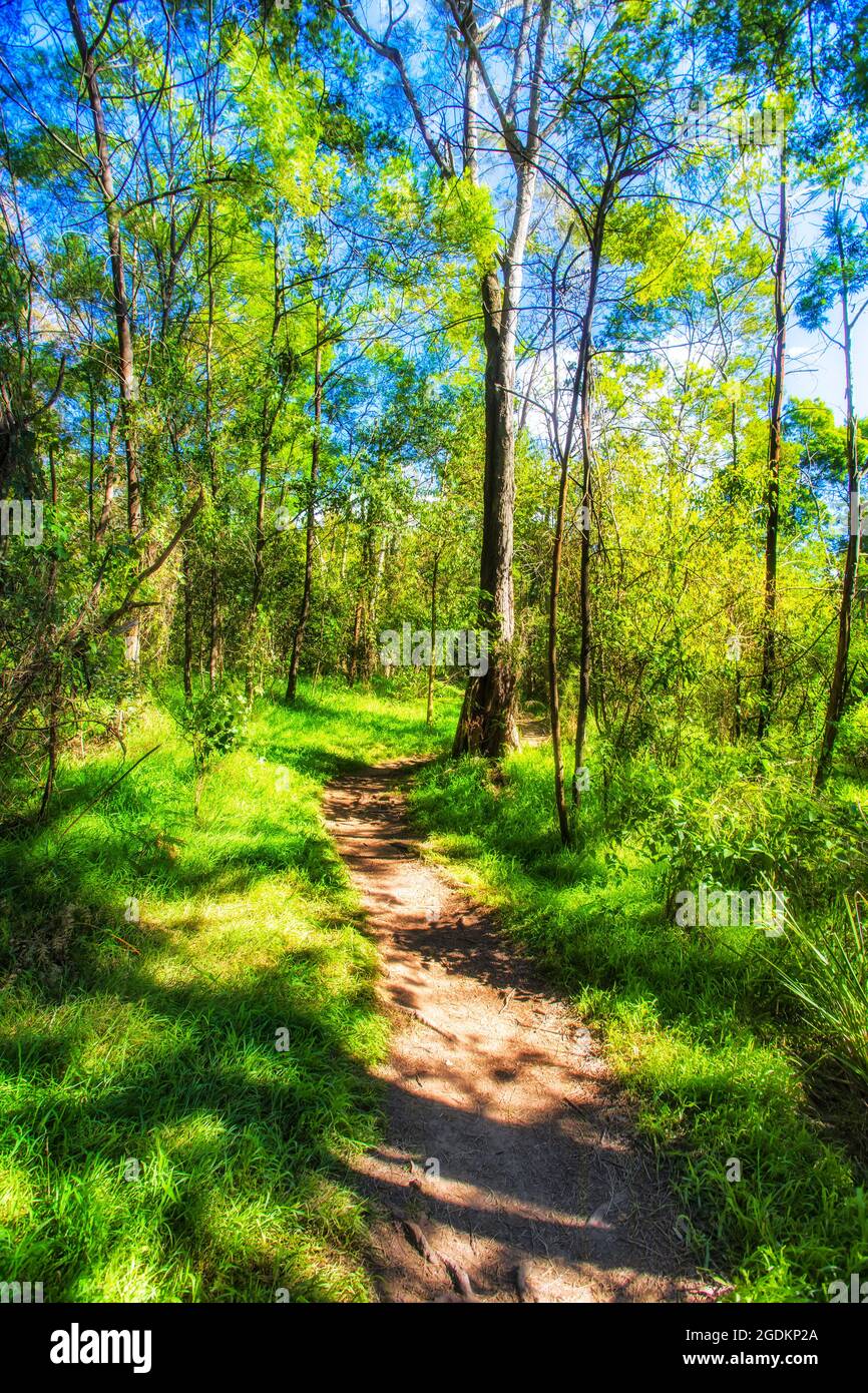 Végétation verte luxuriante dans le parc national de Lane Cove le long de la rivière Lane Cove sur une piste de marche lumineuse et ensoleillée. Banque D'Images