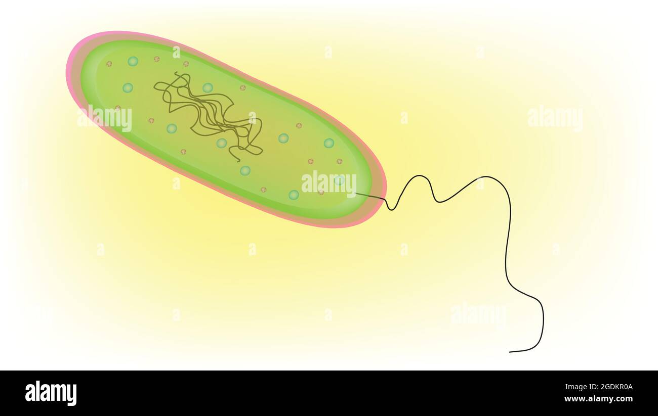 Illustration biologique de bactéries vertes, bactéries à soufre vert, bactéries photoautotrophes obligatoirement anaérobies, Ignavibactériacea non photosynthétique Illustration de Vecteur