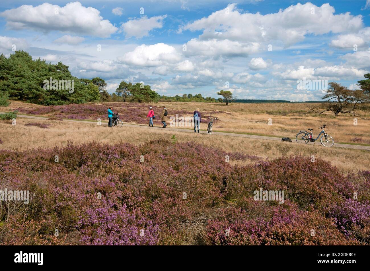 Visiteurs au parc national de Hoge Veluwe, pays-Bas Banque D'Images