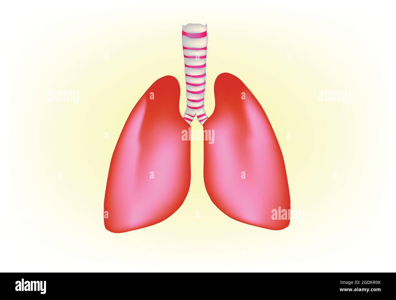 Anatomie Du Poumon Humain, Structure Du Poumon Humain, Illustration ...