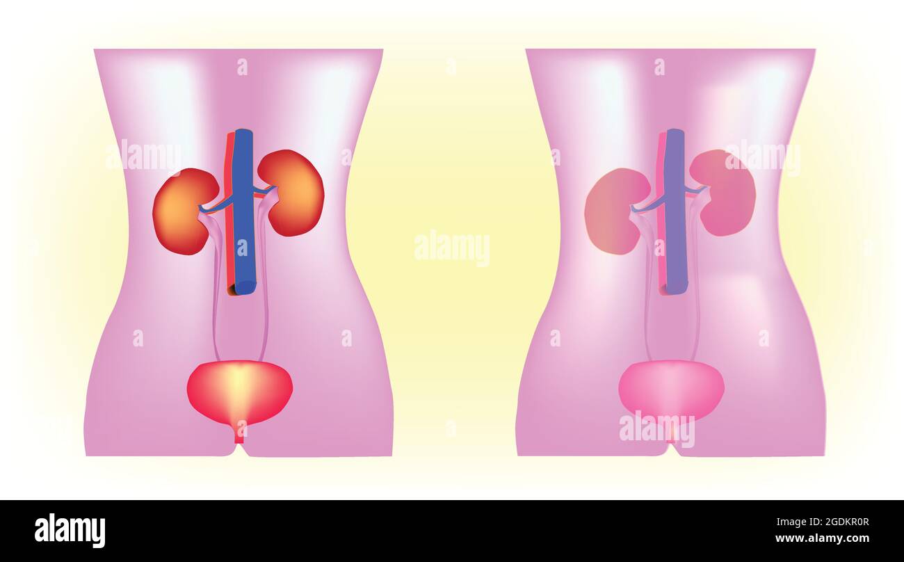 Illustration biologique du système urinaire humain, structure du système urinaire humain Illustration de Vecteur