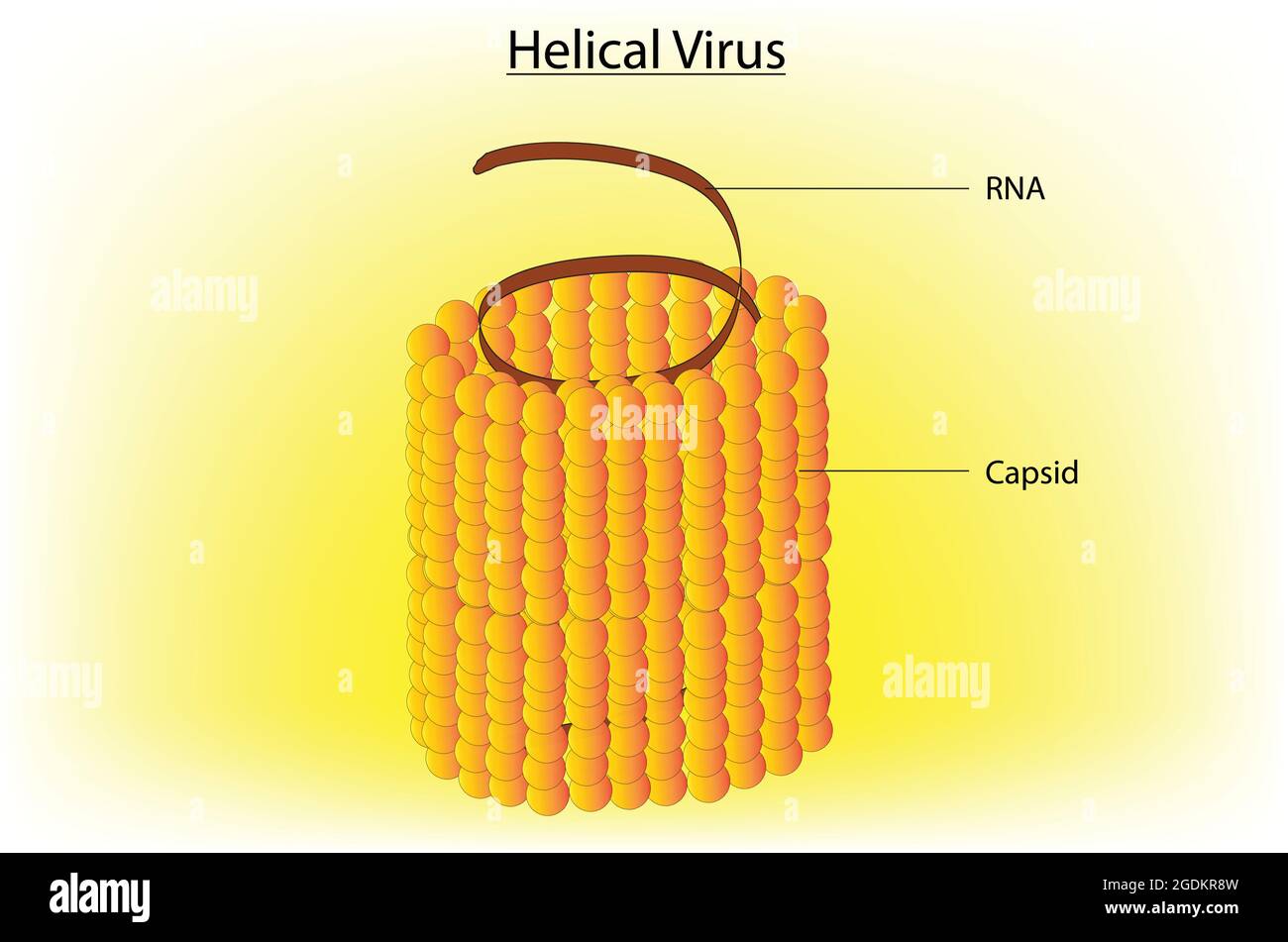 Anatomie biologique du virus hélicoïdal, structure marquée du virus hélicoïdal, illustration détaillée du virus hélicoïdal, virus ARN, anatomie du virus arn Illustration de Vecteur