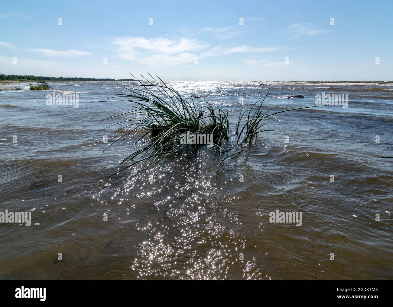 Paysage de bord de mer traditionnel d'Estonie, herbes marines et rochers dans les eaux peu profondes, centre ornithologique de Kabli, baie de Parnu, Estonie Banque D'Images