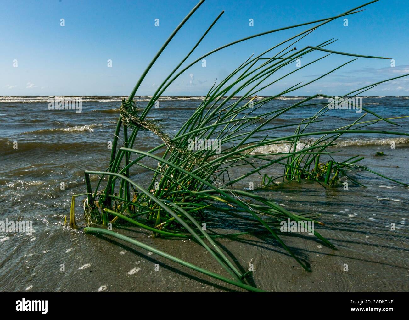 Paysage de bord de mer traditionnel d'Estonie, herbes marines et rochers dans les eaux peu profondes, centre ornithologique de Kabli, baie de Parnu, Estonie Banque D'Images