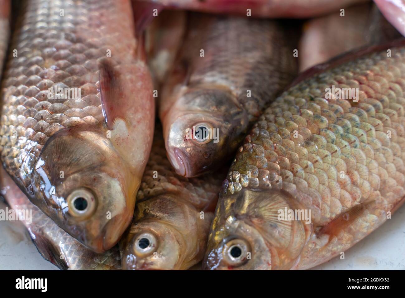 poisson cru fraîchement pêché, carpe crocian gros plan Banque D'Images