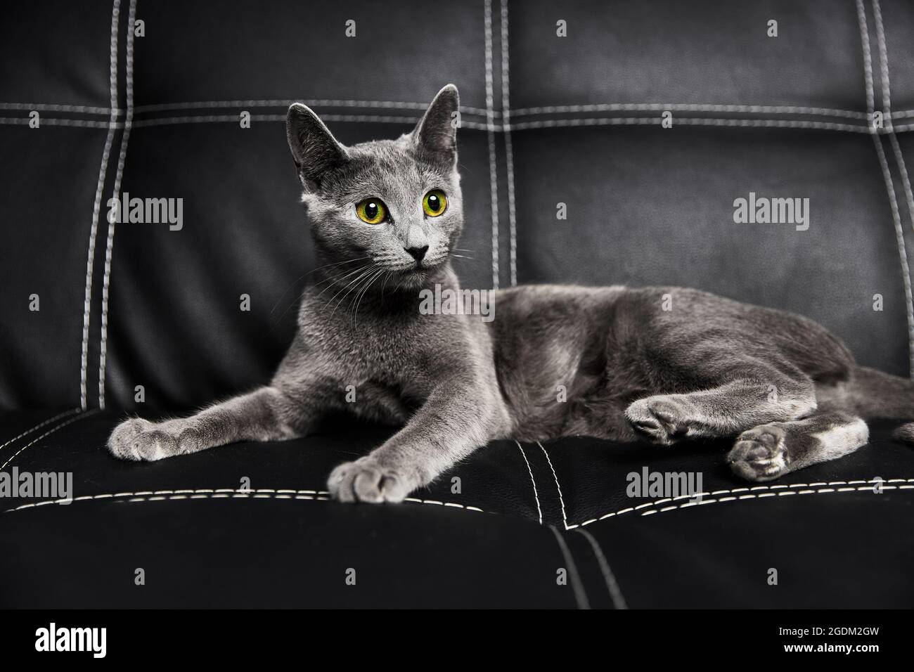 Un Chat Bleu Russe Gris Se Trouve Sur Un Canape Noir En Cuir Photo Stock Alamy