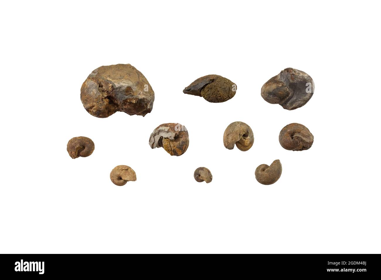 Fossiles d'escargots d'Hispanosinuites peeli, de l'Ordovicien moyen. Isolé Banque D'Images