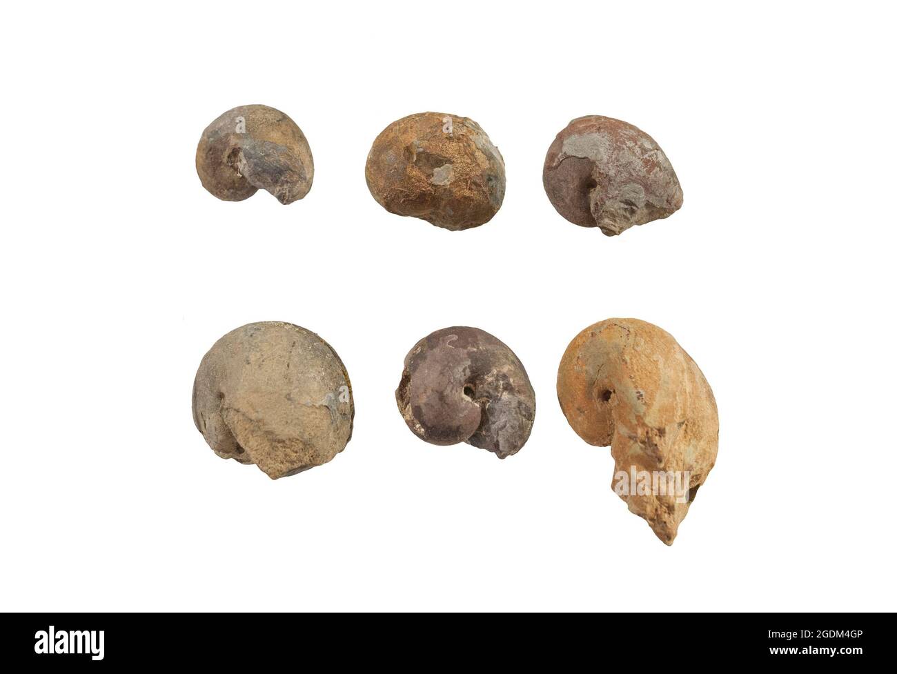 Fossiles d'escargots d'Hispanosinuites peeli, de l'Ordovicien moyen. Isolé Banque D'Images