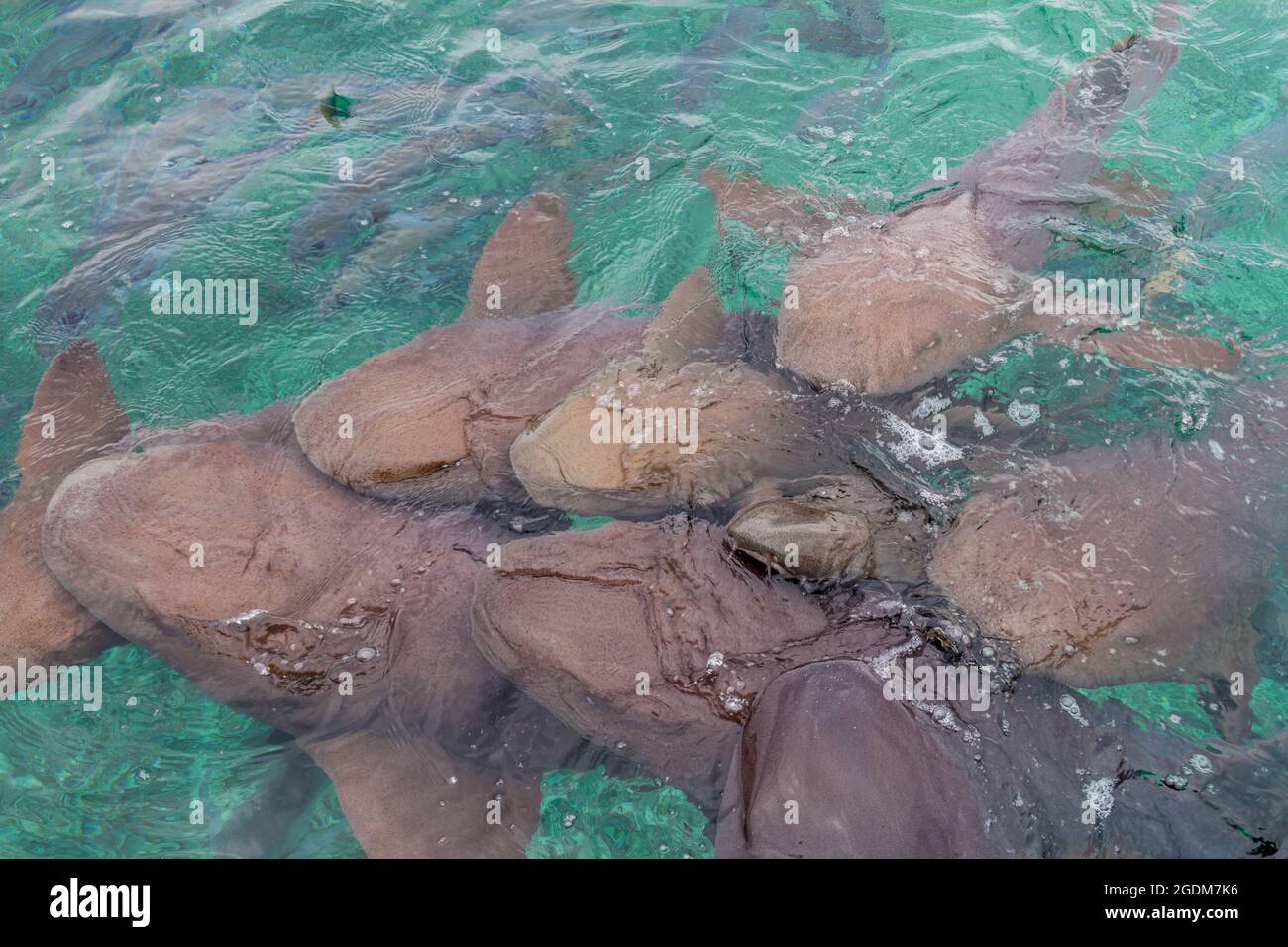 Groupe d'infirmières requins Ginglymostoma cirrhotum dans le Shark Ray Alley, Belize Banque D'Images