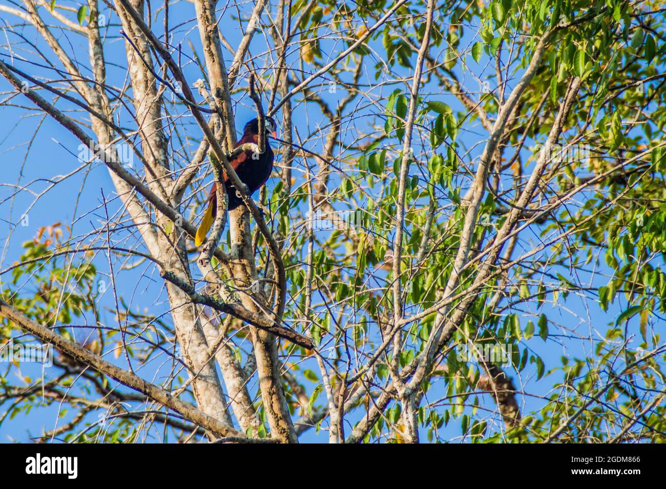 Montezuma oropendola (Psarocolius montezuma) sur un arbre, Parc national de Tikal, Guatemala Banque D'Images