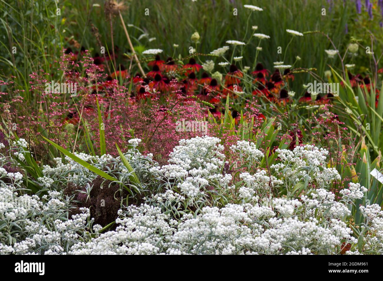 différentes fleurs dans le jardin Banque D'Images