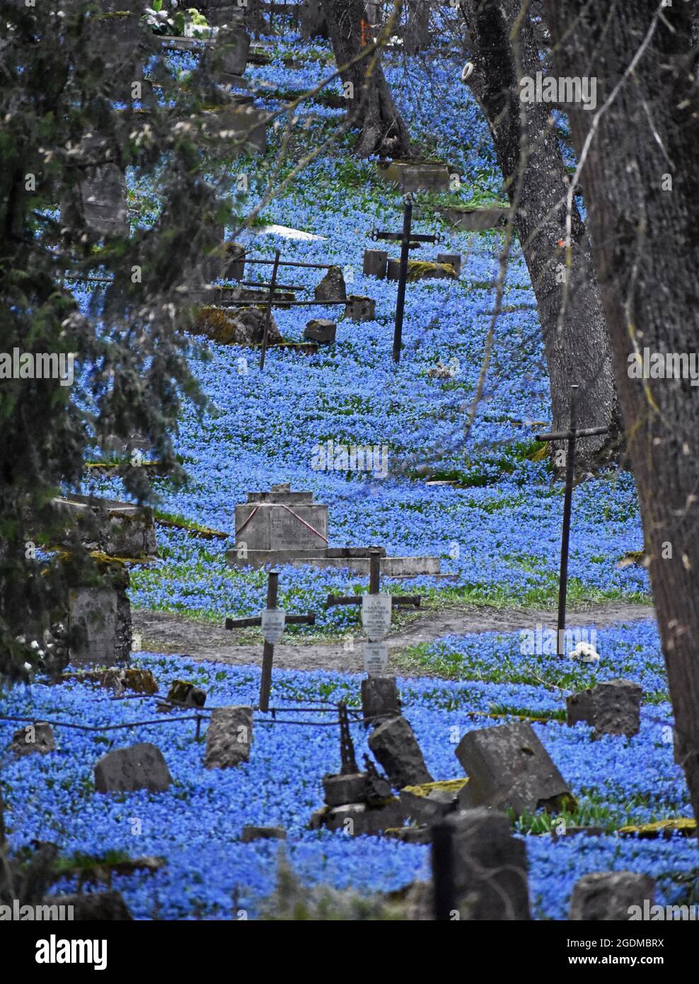 Cimetière Bernardine dans le centre de Vilnius en fleur bleu ciel Banque D'Images
