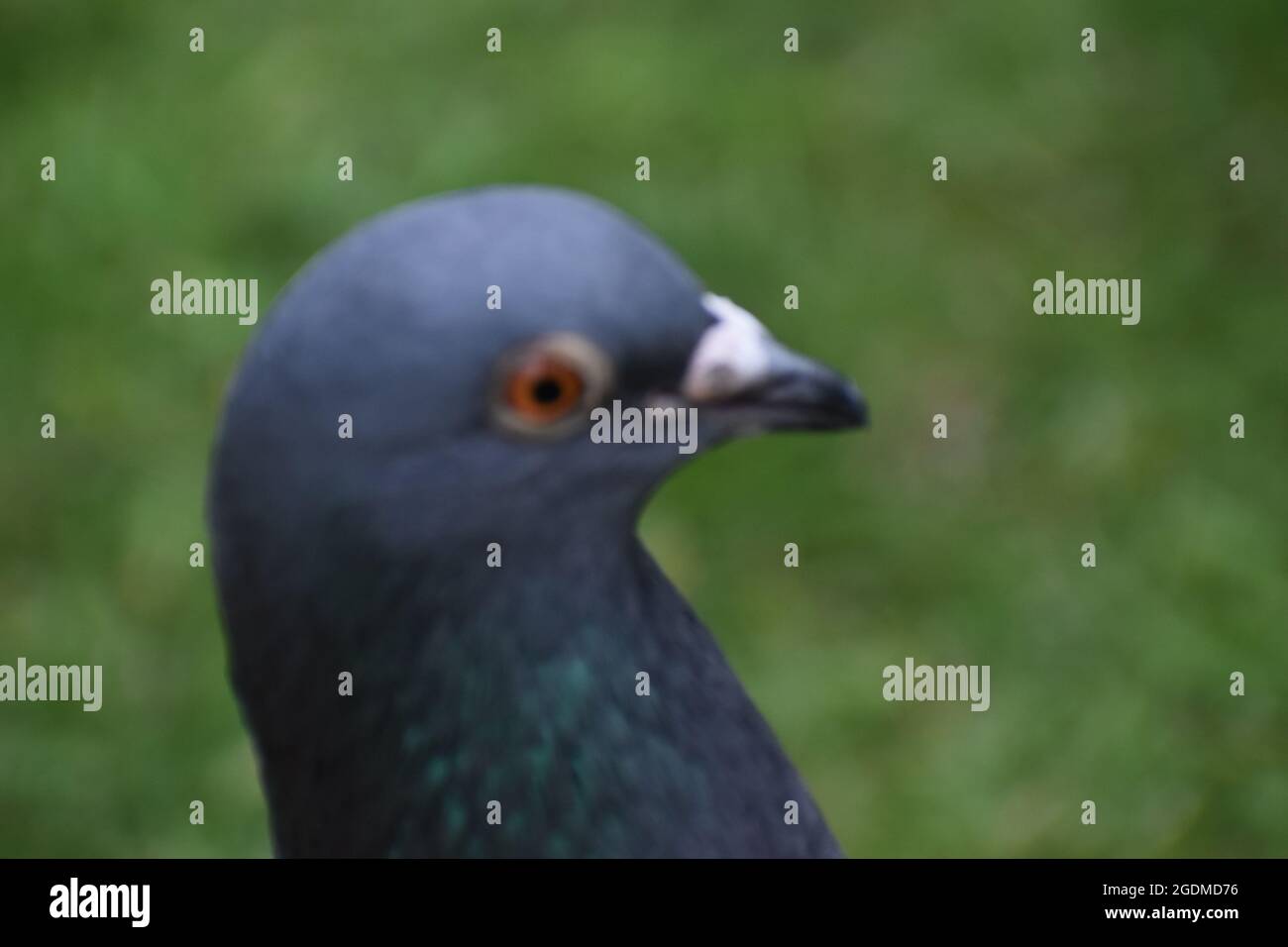 Gros plan de Pigeon Banque D'Images