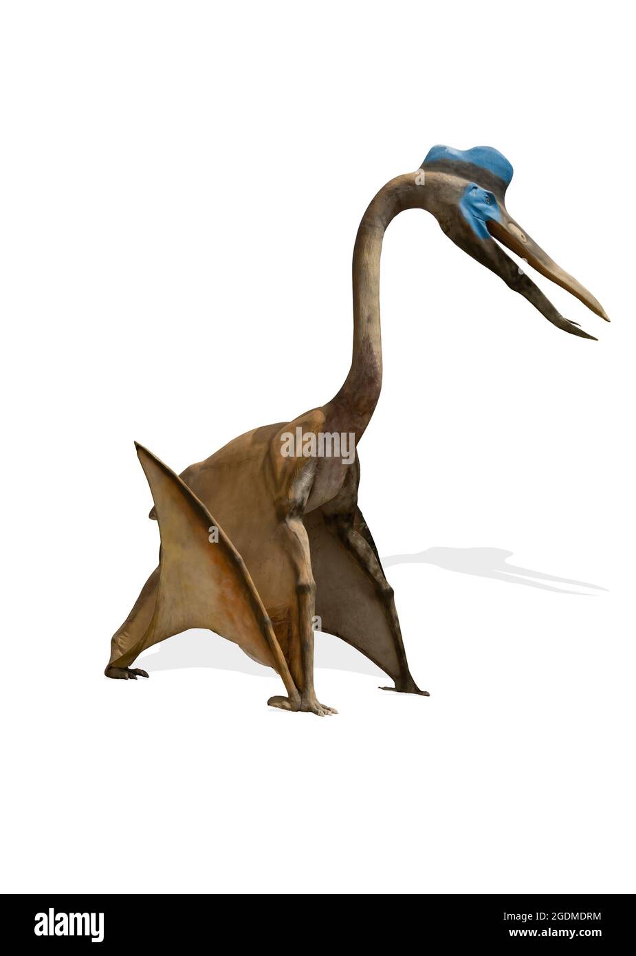 Pterodactyle isolé sur fond blanc. Banque D'Images