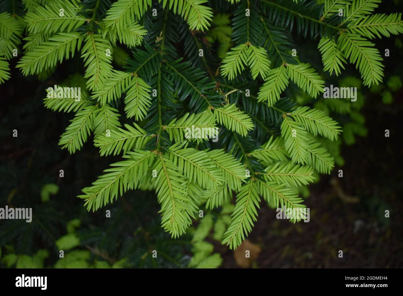 Golden Yew gros plan Banque D'Images