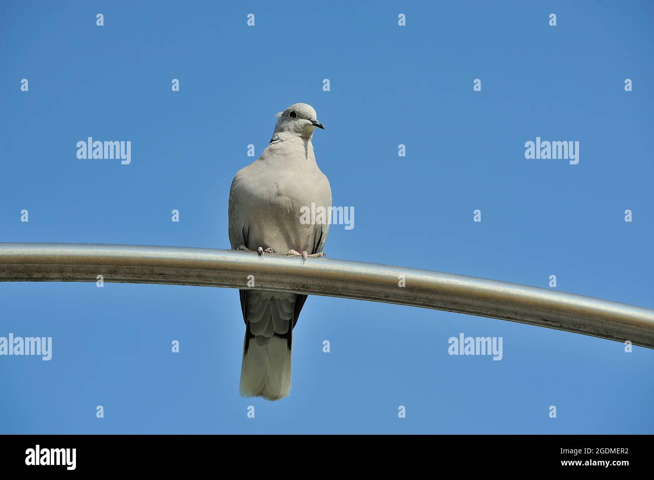 Pigeon perché sur une barre de métal. Banque D'Images