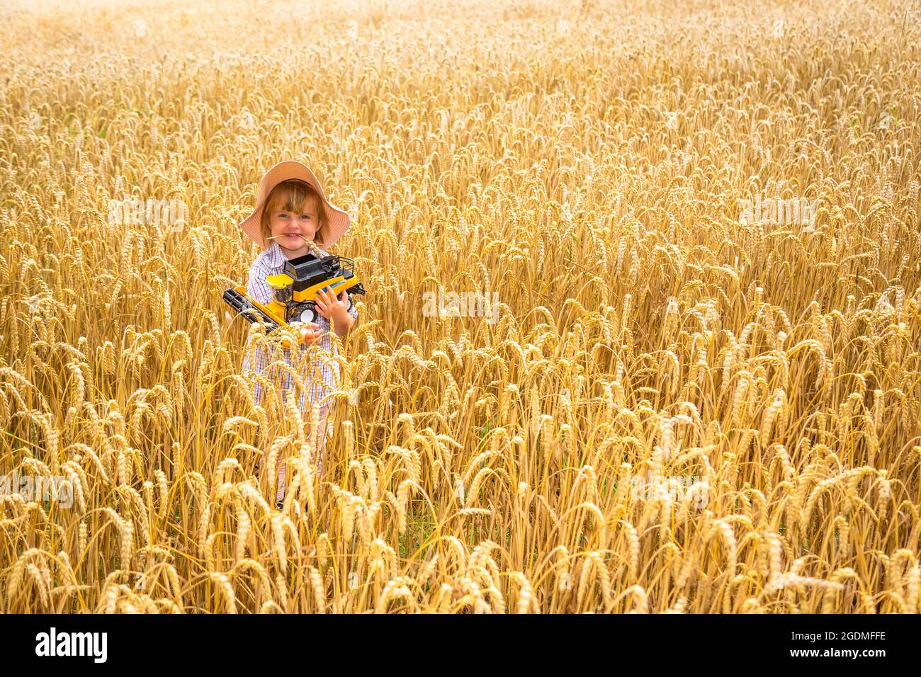 Arley, Worcestershire, Royaume-Uni. 14 août 2021. Myla-May Mills, âgée de 2 ans, profite des derniers jours dans le champ de blé de son voisin, à Arley, avant le début de la récolte. Crédit : Peter Lophan/Alay Live News Banque D'Images