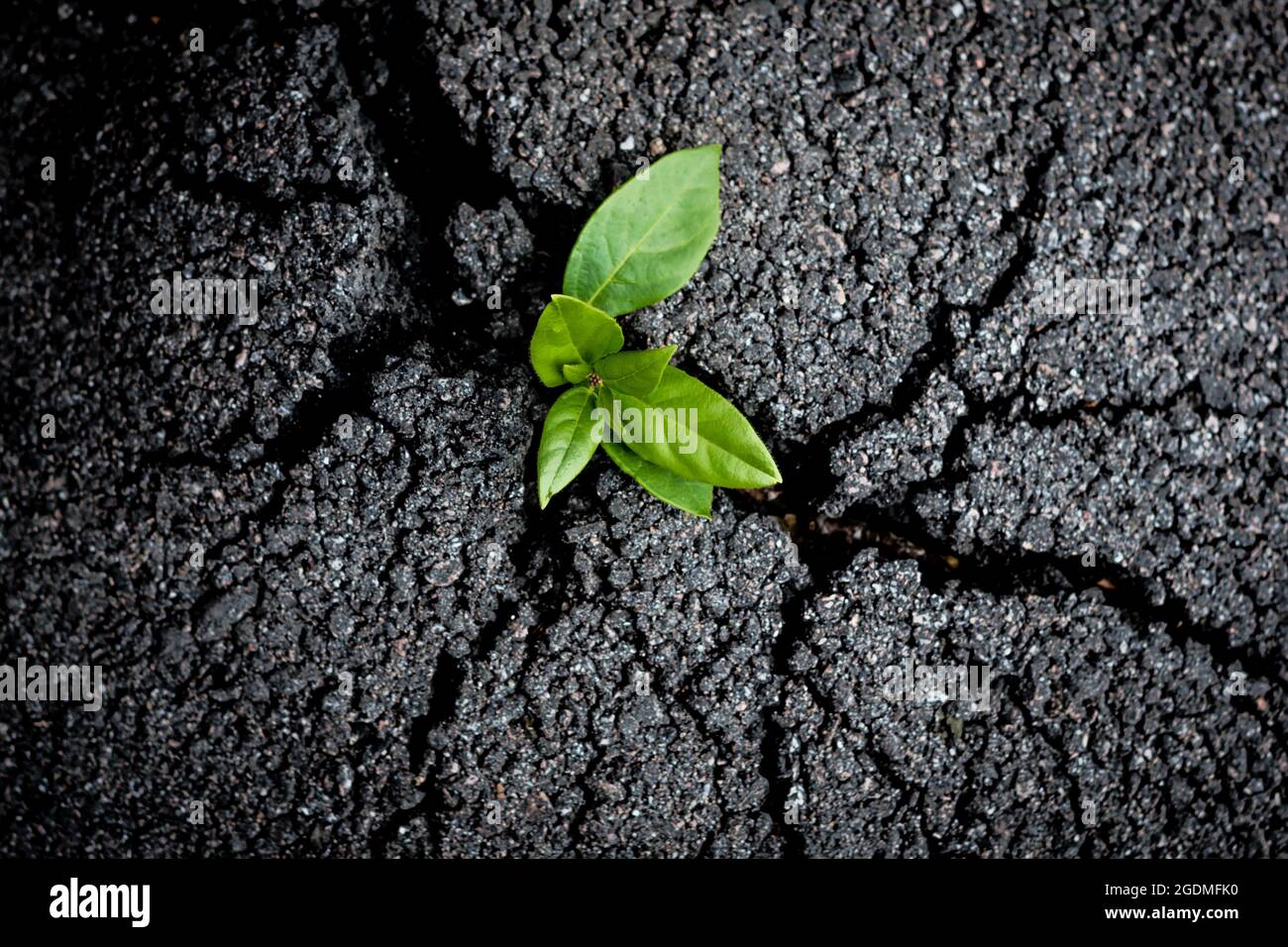 Le jeune germe vert pousse à travers le tarmac fissuré. Symbole de renaissance. Problèmes environnementaux et écologie crise due au concept d'activité humaine. Banque D'Images