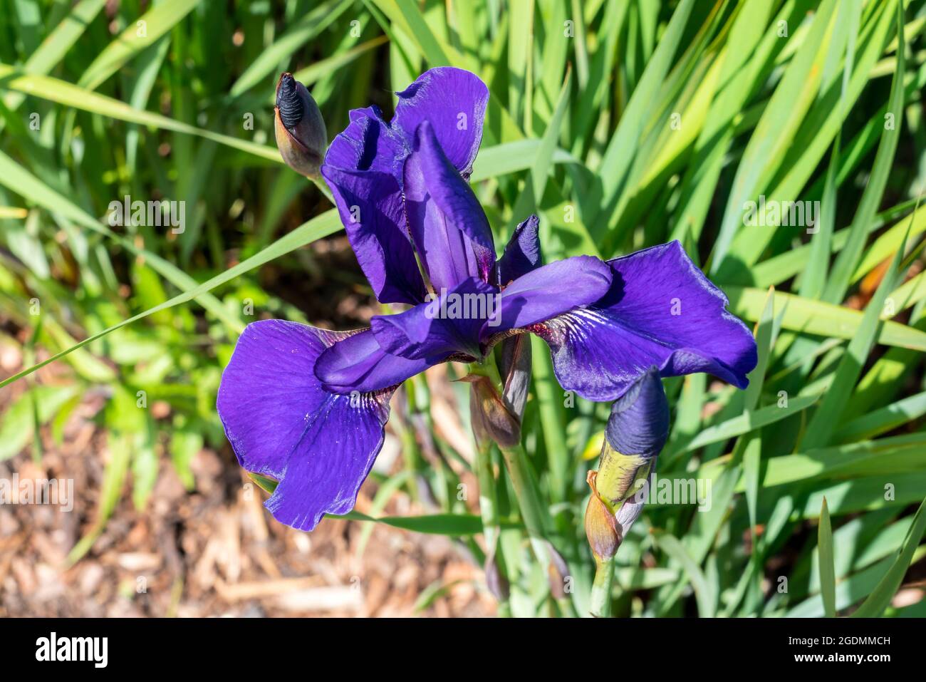Iris sibirica 'Caesars Brother' plante florale d'été avec une fleur d'été violette communément connue sous le nom de drapeau sibérien, image de stock photo Banque D'Images