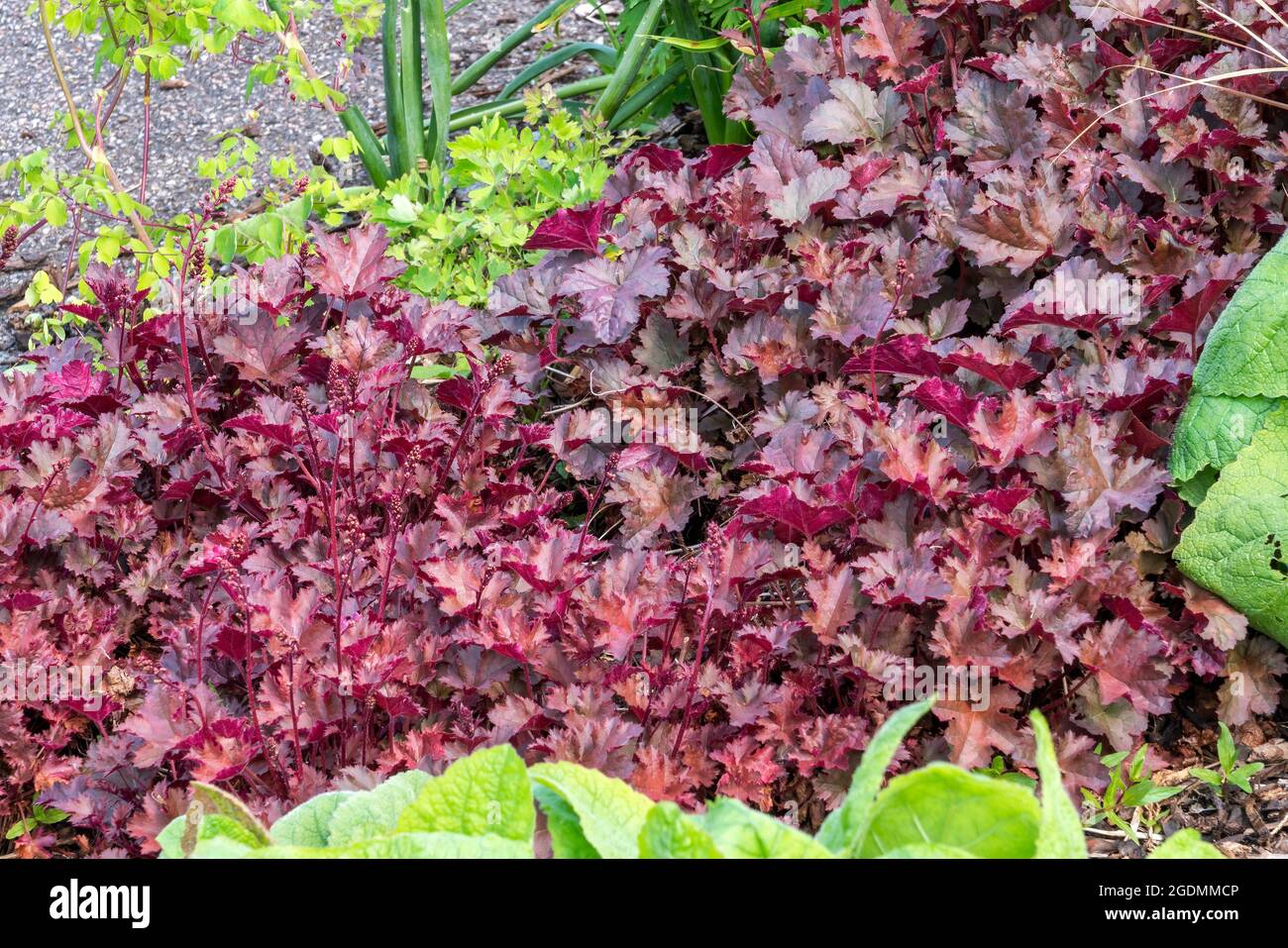 Heuchera 'Chocolate Ruffles' une plante herbacée vivace à feuillage d'été de printemps avec des feuilles pourpres communément connu sous le nom de racine d'alun, image de stock photo Banque D'Images