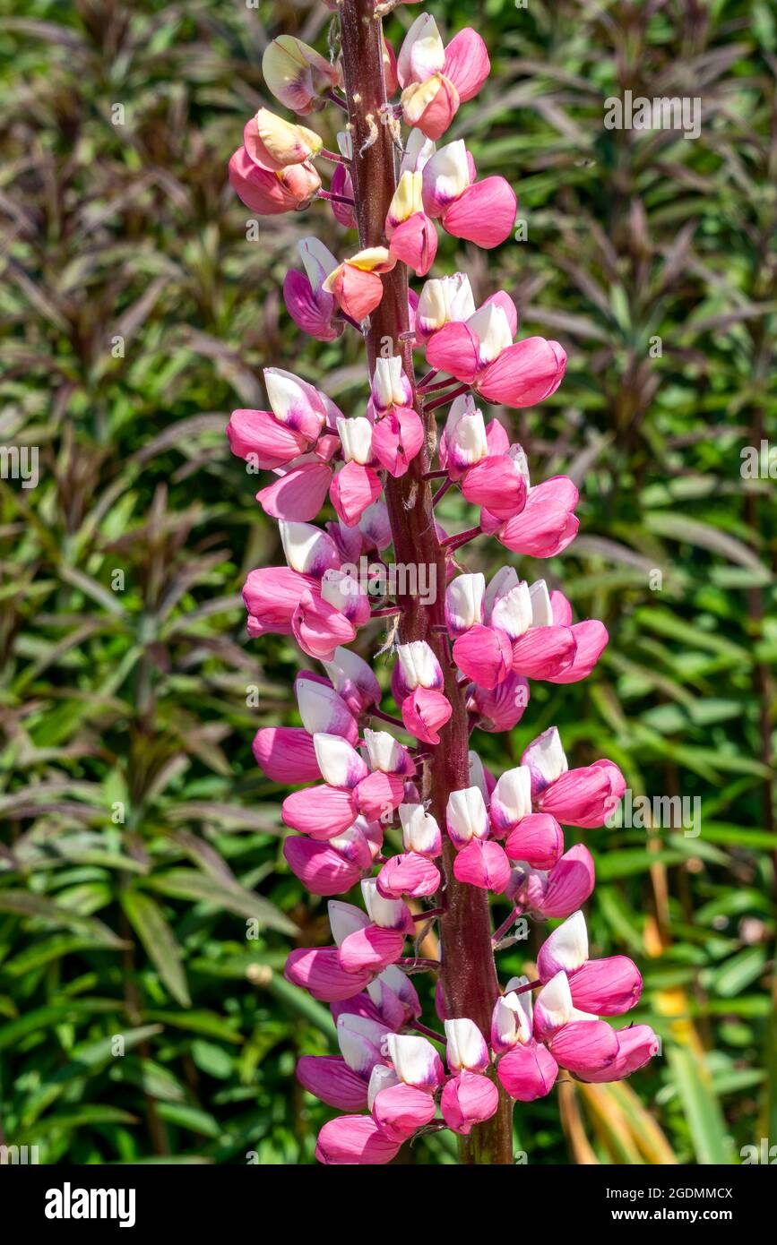 Lupin (Lupinus) 'la Chatelaine' (série des bandes de Nobles) plante à fleurs printanière d'été avec une fleur rose blanche d'été, photo de stock Banque D'Images