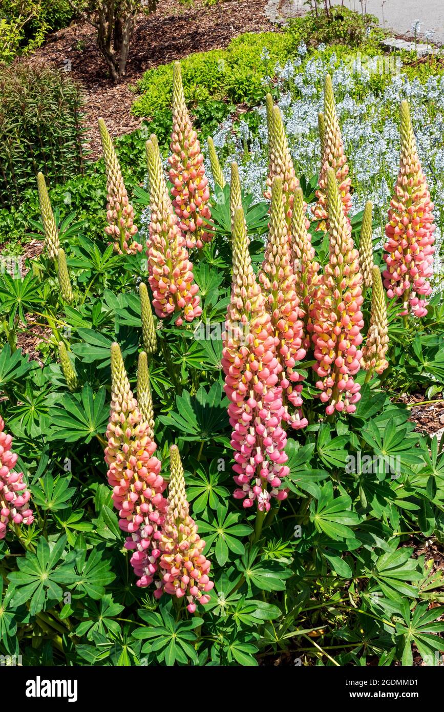 Lupin (Lupinus) 'la Chatelaine' (série des bandes de Nobles) plante à fleurs printanière d'été avec une fleur rose blanche d'été, photo de stock Banque D'Images