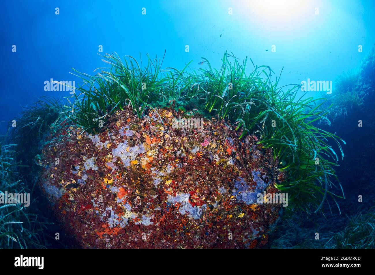 Scène sous-marine montrant la vie marine dans les prés de Neptune (Posidonia oceanica) (Parc naturel de ses Salines, Formentera, mer Méditerranée, Espagne) Banque D'Images