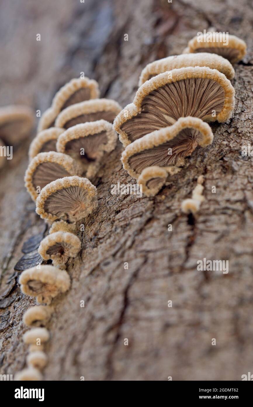 Champignons poussant sur un tronc d'arbre photographié en Israël en décembre Banque D'Images