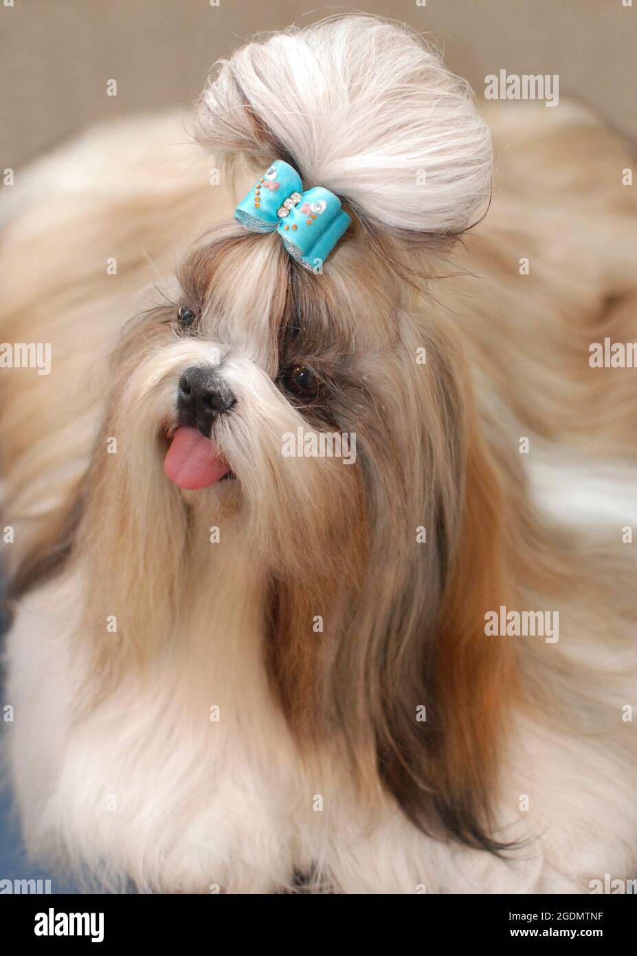 Un pedigree bien entretenu Shih Tzu chien le 'Lion Dog' chinois avec un ruban bleu sur sa tête Banque D'Images